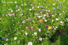 Wildblumenfeld