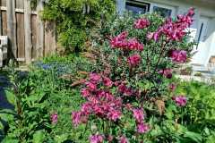 Wildgarten2