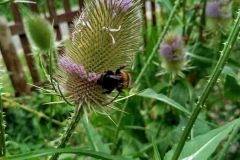 hummel-2